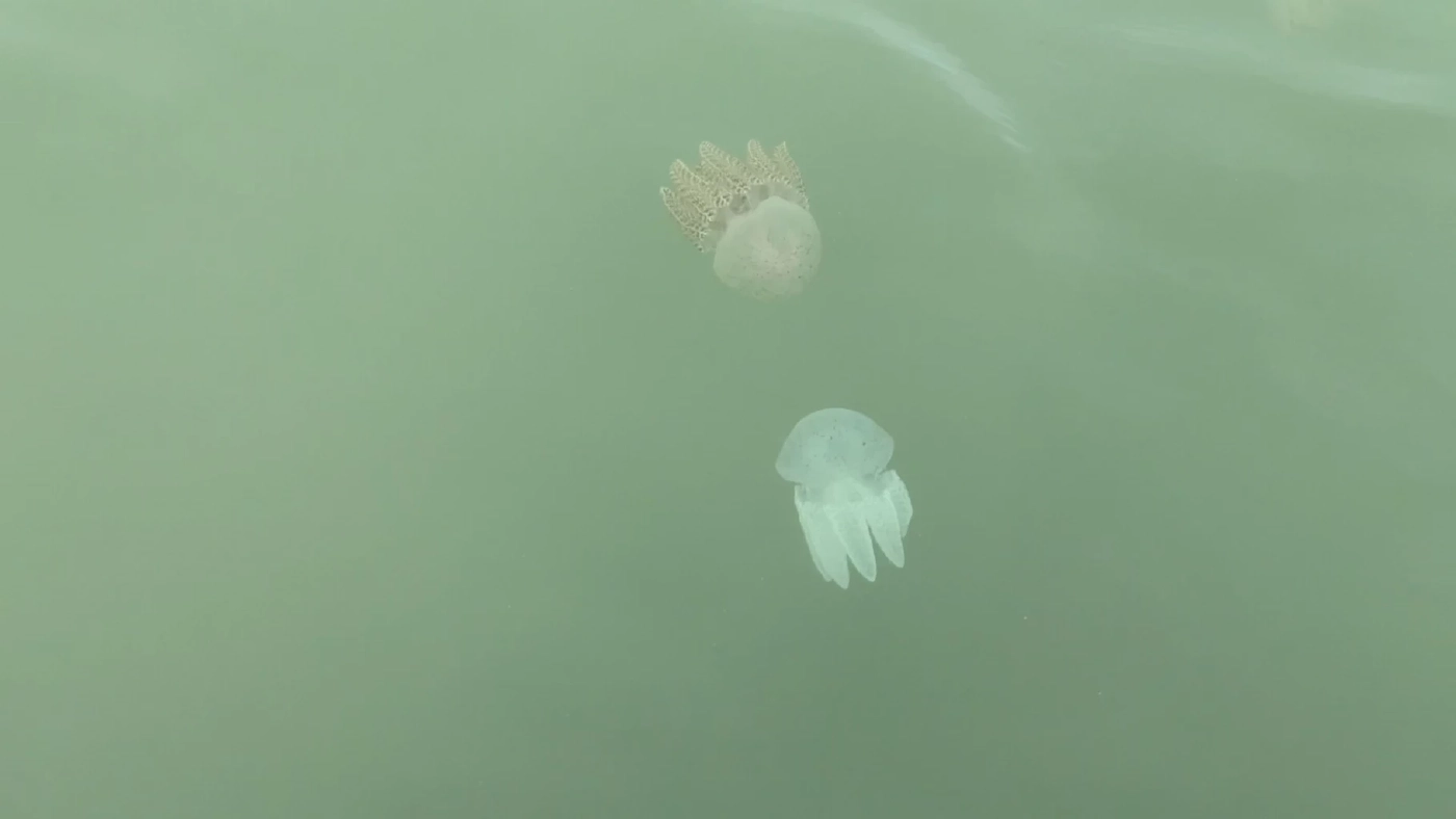 เริ่มแล้วเทศกาลชม “แมงกะพรุนหลากสี” ครั้งแรกในรอบ 3 ปี หลังโควิด-19 ดีขึ้น