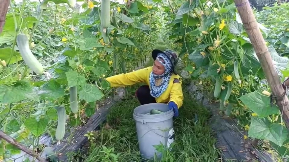เส้นทางทำกิน มือใหม่ก็สามารถทำได้ ปลูกแตงร้านขายสร้างรายได้ทุกวัน