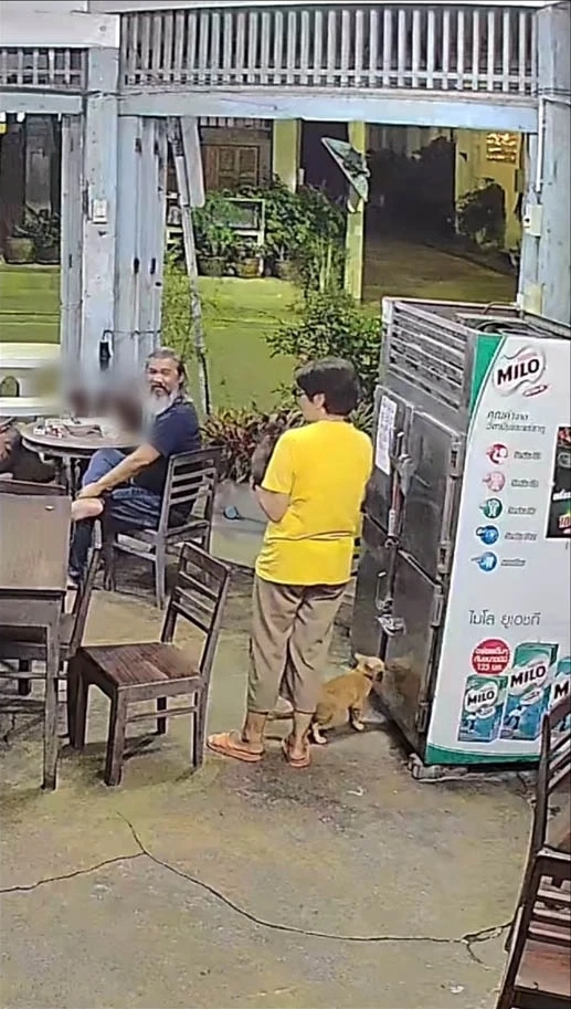 เตือนภัย “ทาสแมว” หลังน้องแมวแอบเข้าไปสำรวจตู้เย็น หวิดเป็นแมวแช่แข็ง