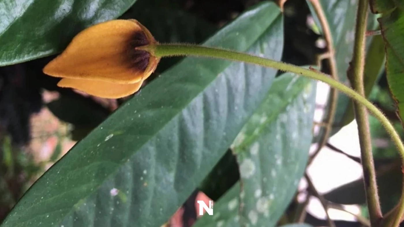 มช.ค้นพบ"เหลืองปิยะรัตน์"พืชชนิดใหม่ของโลก หายาก ใกล้สูญพันธุ์ ที่นราธิวาส