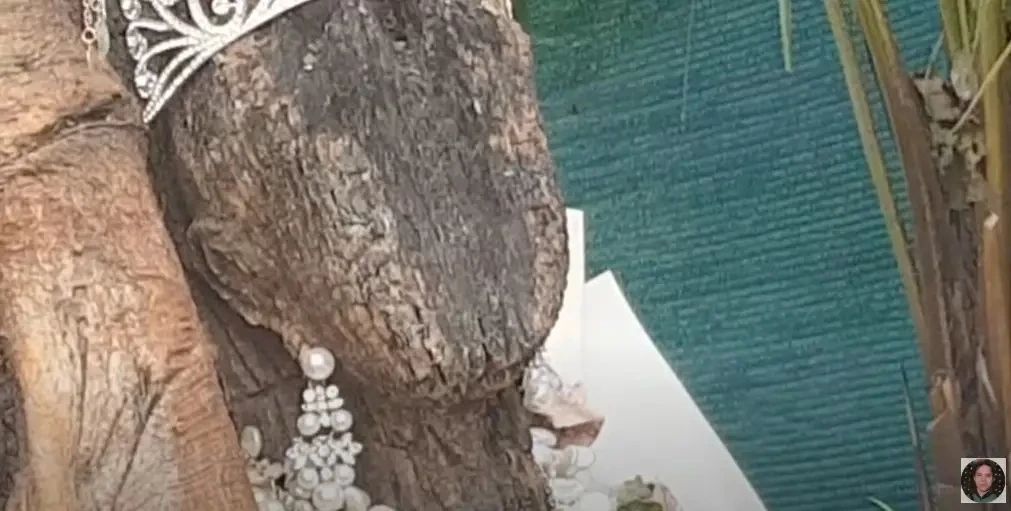 เลขเด็ด พี่สาวต้นไม้ งวด 1/11/65 ย้ำดังๆ ใครตาดีมีสิทธิได้ลุ้นเงินก้อนใหญ่(มีคลิป)