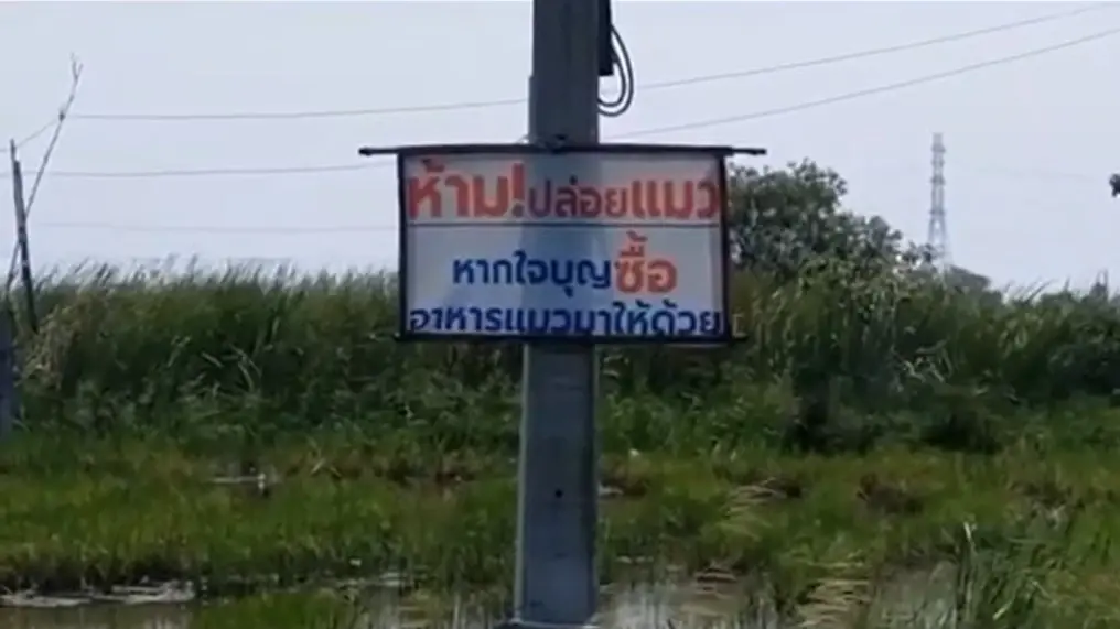 ช่วยป้าด้วย ขาดอาหารแมว ที่ร่วมชะตากรรมน้ำท่วม ติดเกาะ ร่วมชะตาเดียวกันนับร้อยชีวิต