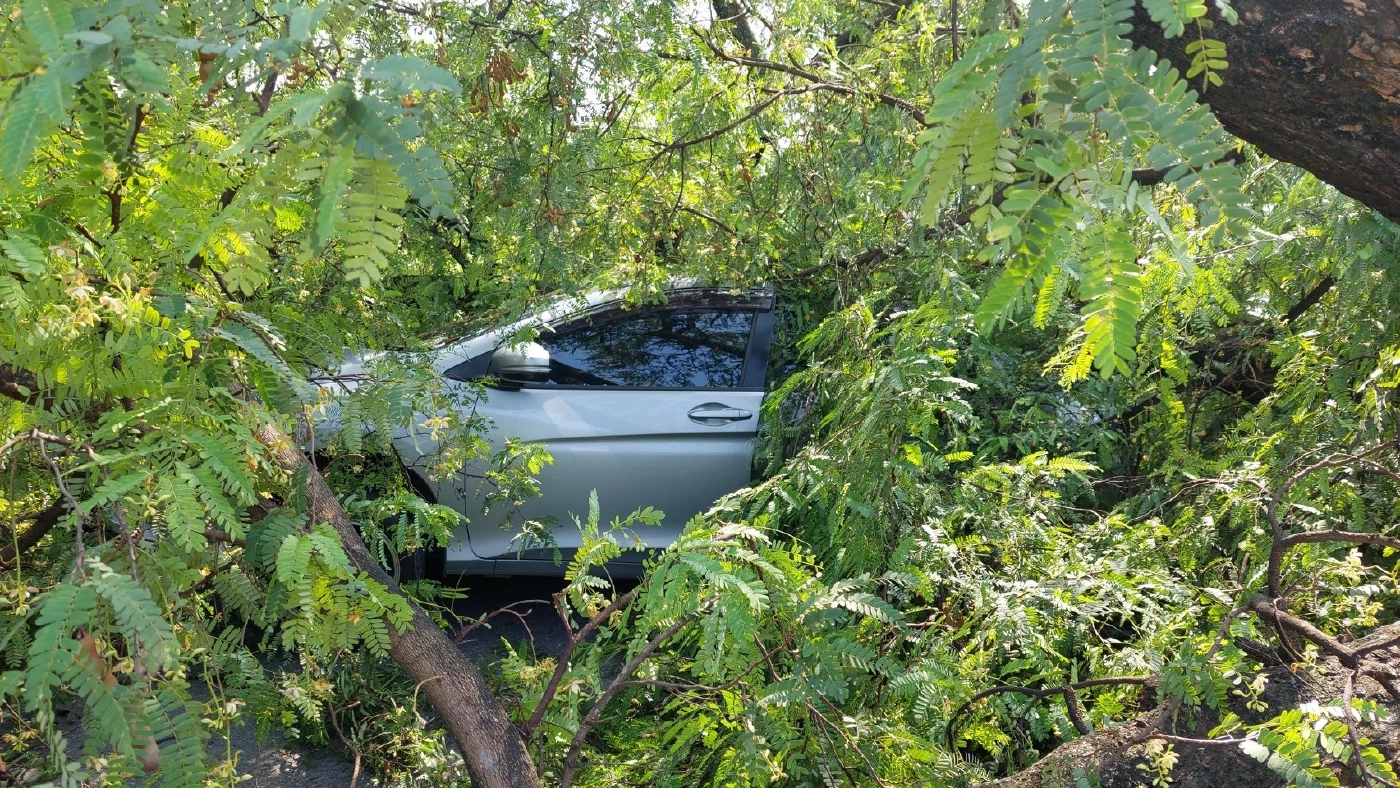 ระทึก! สาวพัทยาหวิดดับ ขับรถกลับบ้านเจอต้นมะขามยักษ์โค่นล้มทับเก๋งพังยับ