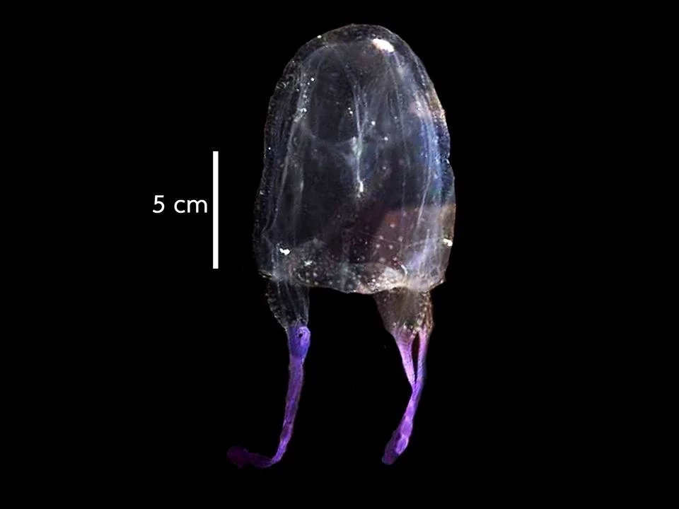 ลักษณะแมงกะพรุงกล่องชนิดต่าง ๆ 