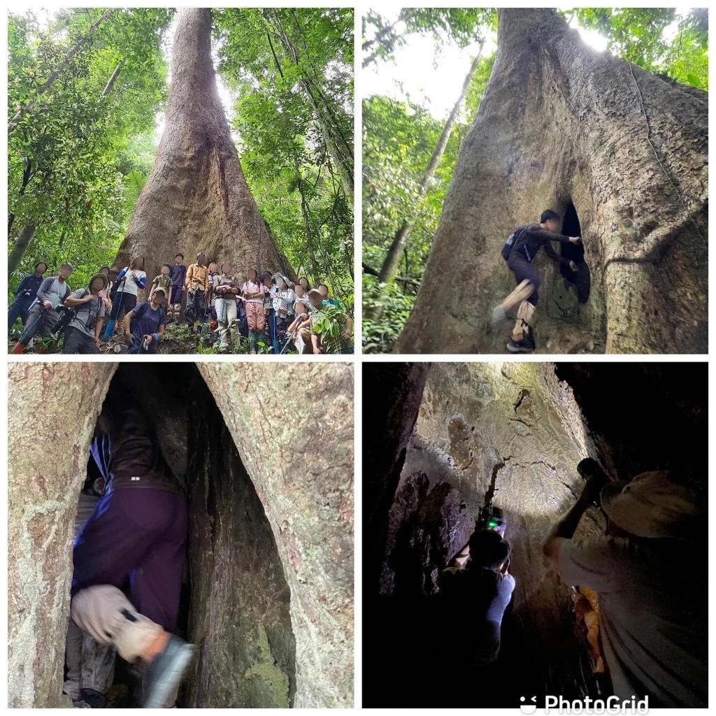 โซเชียลช็อก ชมค้างคาวในโพรงต้นไม้ เจอเชื้อราในปอด แพทย์ชี้ โรคฮีสโตพลาสโมสิส