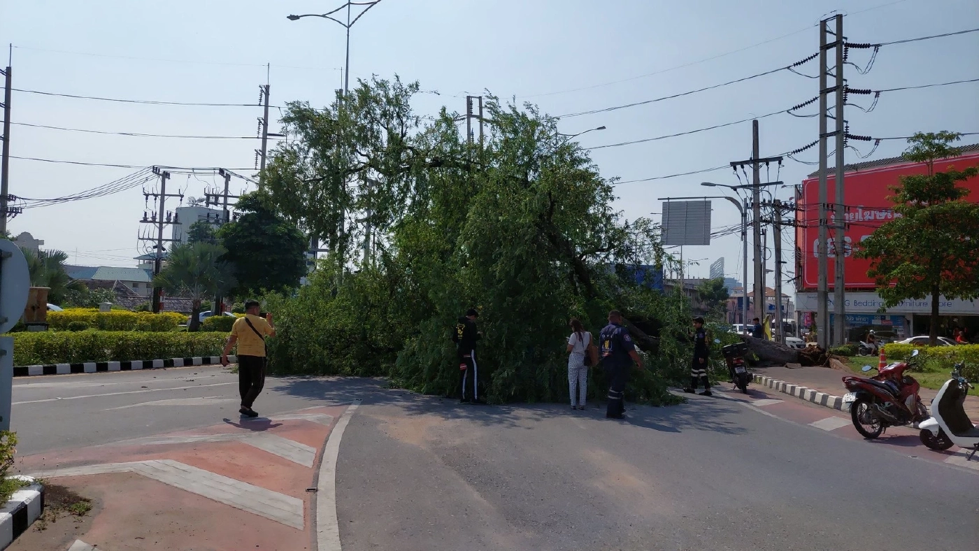 ระทึก! สาวพัทยาหวิดดับ ขับรถกลับบ้านเจอต้นมะขามยักษ์โค่นล้มทับเก๋งพังยับ