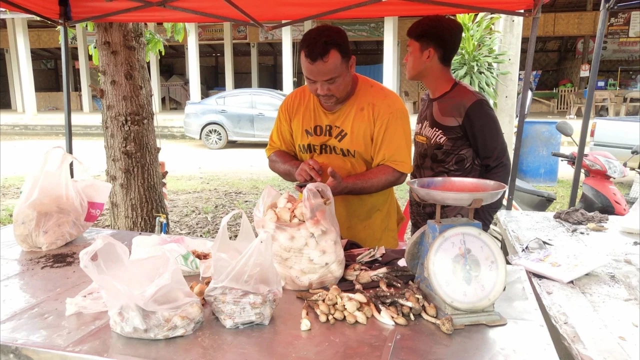 หนึ่งปีมีครั้งเดียว ชาวบ้านแห่เก็บ “เห็ดโคน” ขายสร้างรายได้