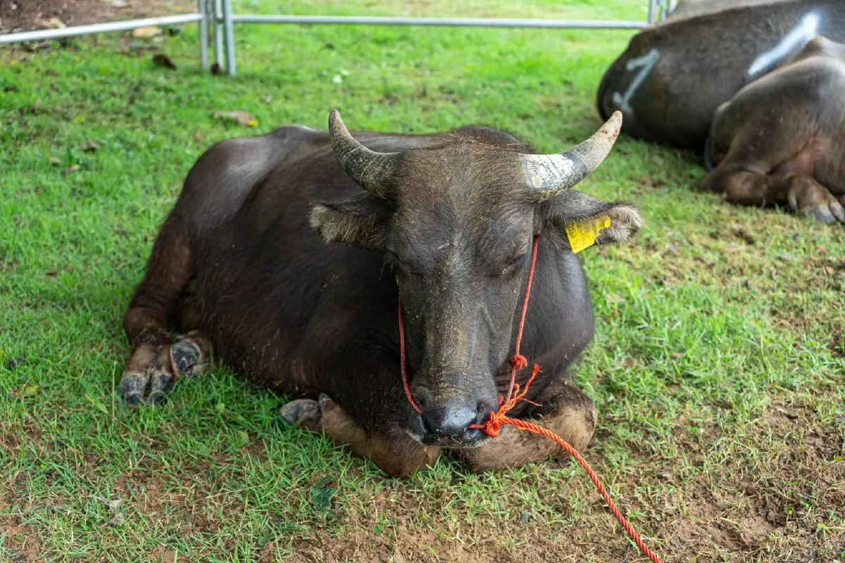 “สมาคมประชาคมคนตาบอดไทย” เชิญชวนทุกท่านร่วมกันไถ่ชีวิตโค-กระบือ