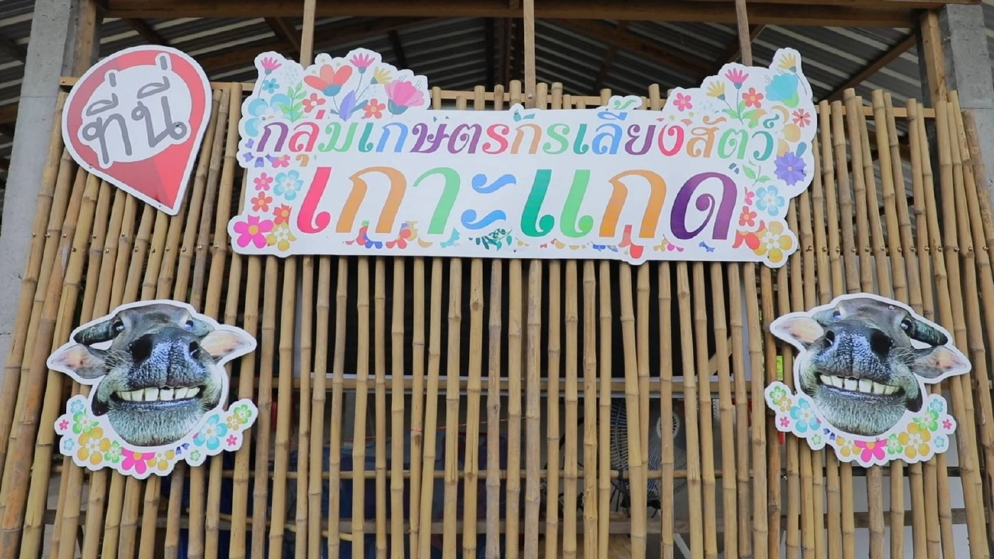 เลี้ยงควายแก้จน เกษตรชุมชนเกาะแกด อุบลฯ