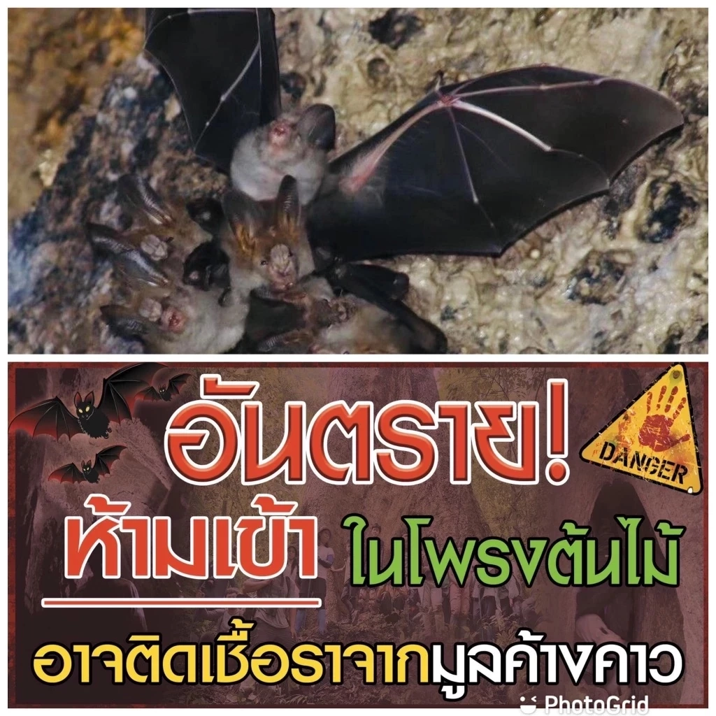 โซเชียลช็อก ชมค้างคาวในโพรงต้นไม้ เจอเชื้อราในปอด แพทย์ชี้ โรคฮีสโตพลาสโมสิส