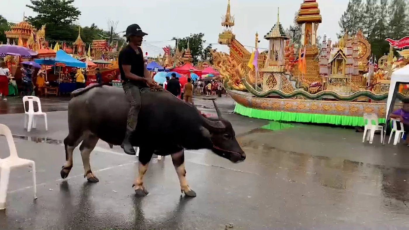 พี่คล้าวเมืองตรัง ขี่ควายไปช่วยงานลากเรือพระ