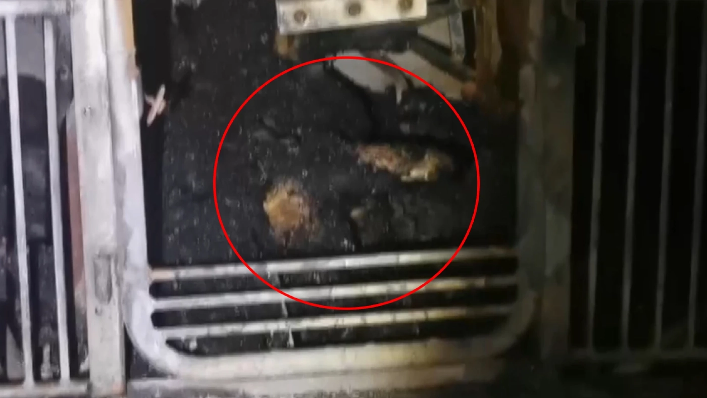 บุรีรัมย์ ไฟไหม้ฟาร์มหมู ย่างสดแม่พันธุ์กว่า 160 ตัว