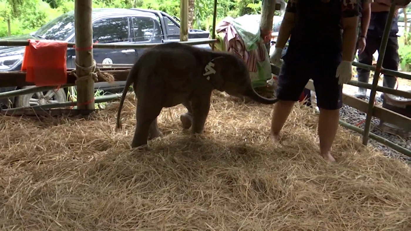 เจ้าหน้าที่เร่งช่วยเหลือ ลูกช้างป่าพลัดหลงแม่ สภาพอ่อนแรง มีบาดแผล