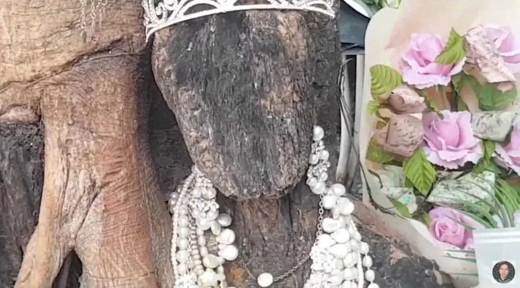 เลขเด็ด พี่สาวต้นไม้ งวด 1/11/65 ย้ำดังๆ ใครตาดีมีสิทธิได้ลุ้นเงินก้อนใหญ่(มีคลิป)