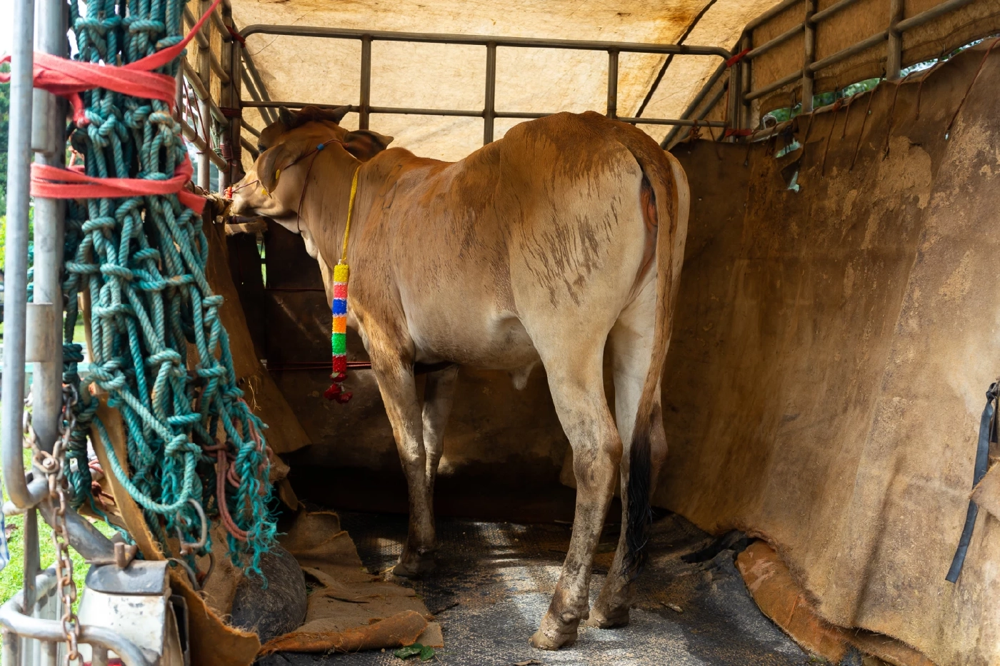 “สมาคมประชาคมคนตาบอดไทย” เชิญชวนทุกท่านร่วมกันไถ่ชีวิตโค-กระบือ