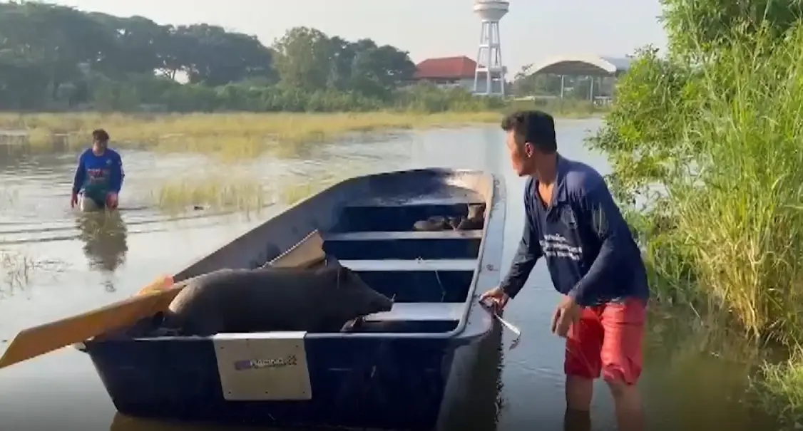 เร่งย้ายวุ่น "หมูป่าวัดกลางเมือง" กว่า 50 ตัว หลังน้ำล้นทะลักท่วมสูง 1 เมตร