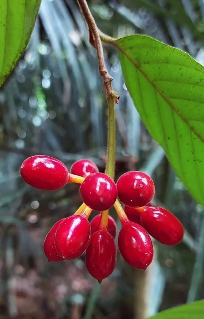 มช.ค้นพบ"เหลืองปิยะรัตน์"พืชชนิดใหม่ของโลก หายาก ใกล้สูญพันธุ์ ที่นราธิวาส