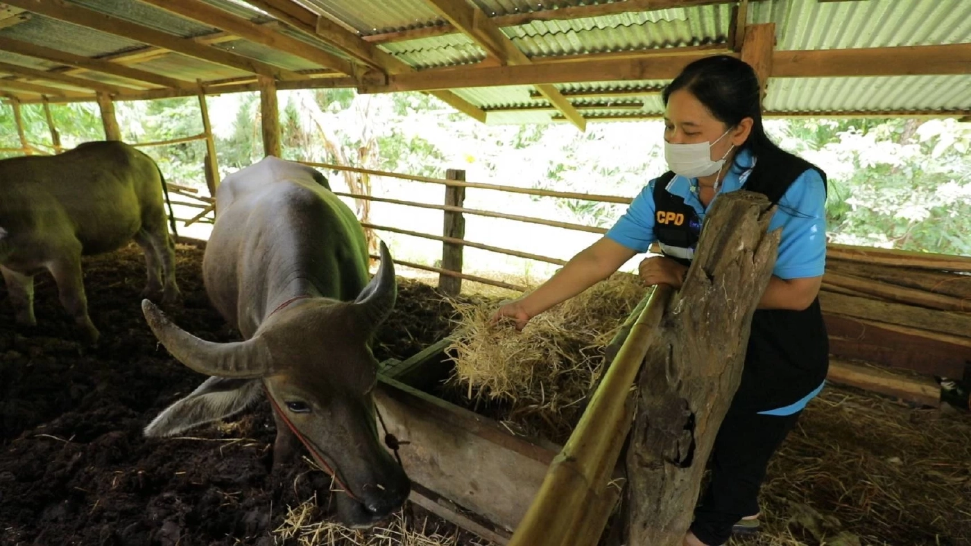 เลี้ยงควายแก้จน เกษตรชุมชนเกาะแกด อุบลฯ