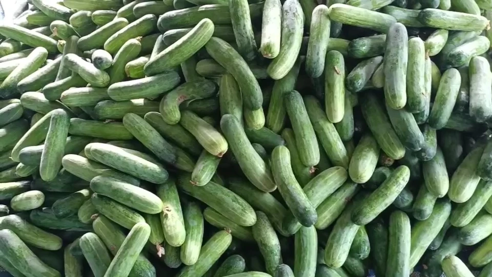 เส้นทางทำกิน มือใหม่ก็สามารถทำได้ ปลูกแตงร้านขายสร้างรายได้ทุกวัน