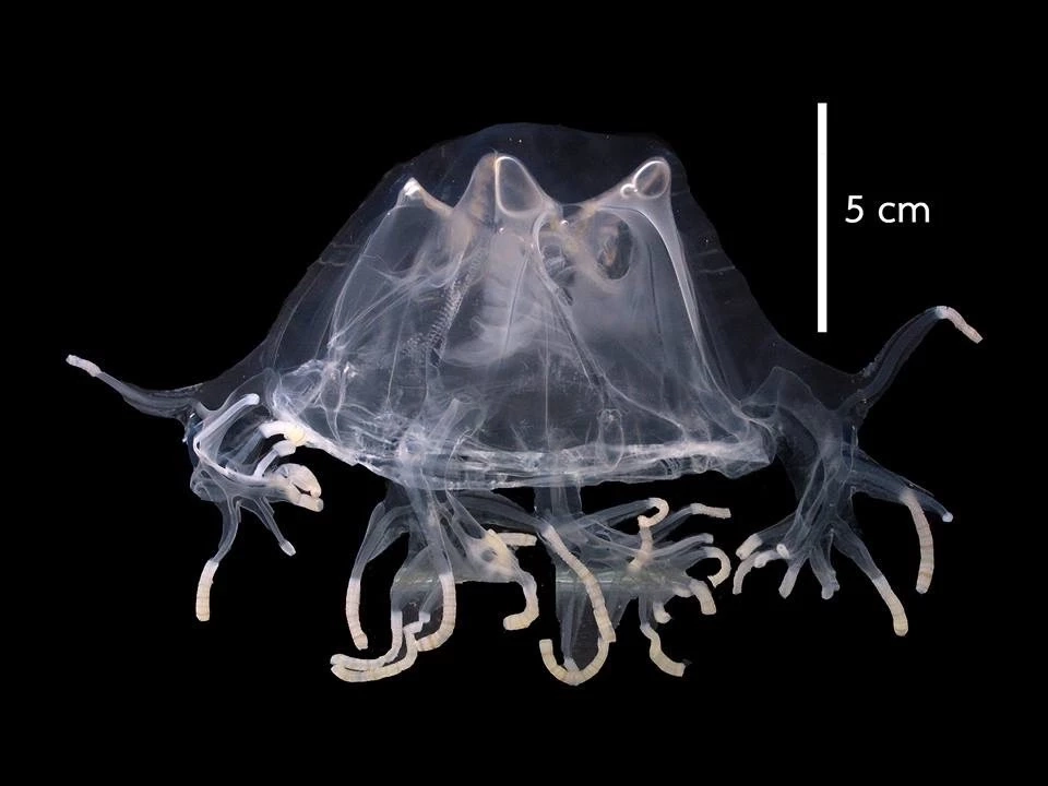 ลักษณะแมงกะพรุงกล่องชนิดต่าง ๆ 