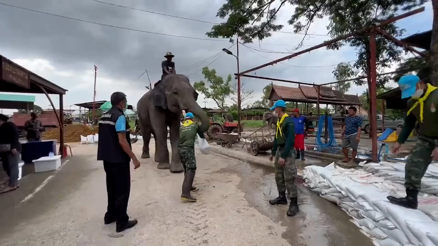แม่น้ำลพบุรี จ่อท่วมเพนียดอยุธยา เตรียมย้ายช้างนับร้อยเชือกหนีน้ำ