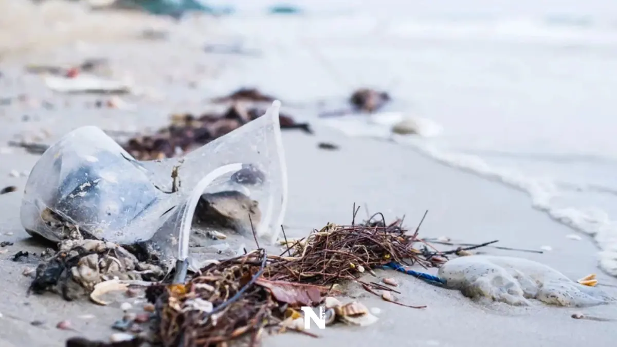 สุดเศร้า ผลผ่าซากวาฬบรูด้า เกยตื้นตาย ที่ ภูเก็ต พบขยะถ้วยพลาสติกในลำไส้