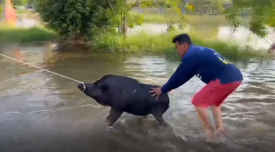 เร่งย้ายวุ่น "หมูป่าวัดกลางเมือง" กว่า 50 ตัว หลังน้ำล้นทะลักท่วมสูง 1 เมตร