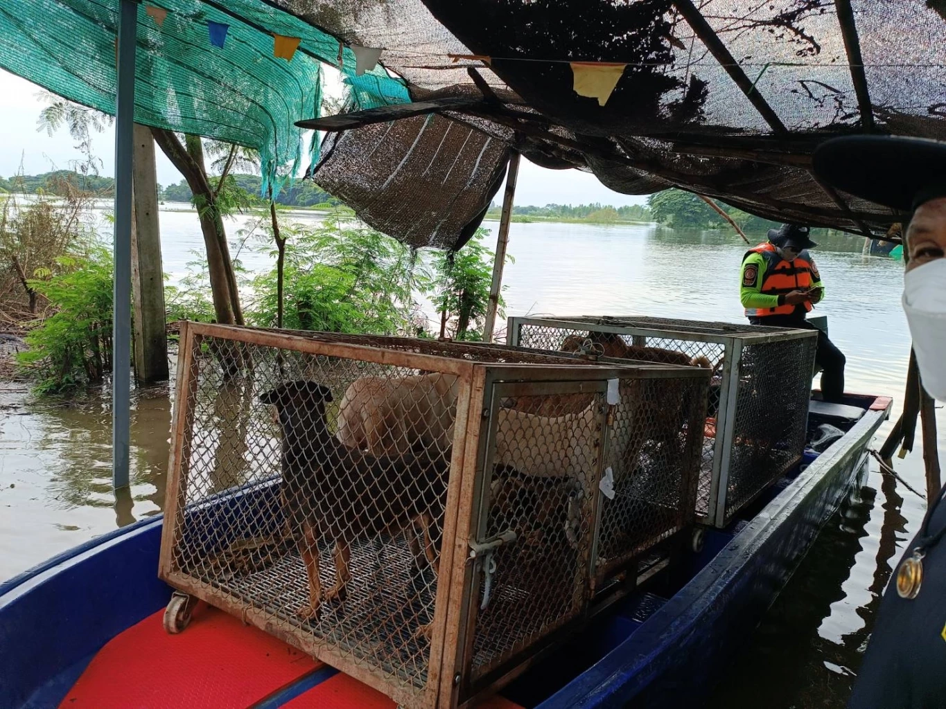 "ปศุสัตว์"ระดมกำลังช่วยหมาแมวนับร้อยหนีน้ำท่วม จ.อ่างทอง ( มีคลิป )