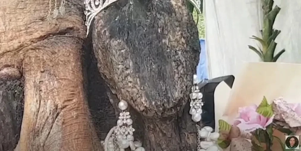 เลขเด็ด พี่สาวต้นไม้ งวด 1/11/65 ย้ำดังๆ ใครตาดีมีสิทธิได้ลุ้นเงินก้อนใหญ่(มีคลิป)