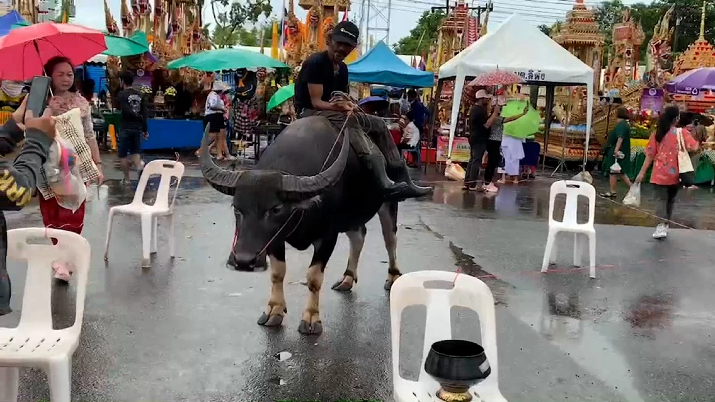 พี่คล้าวเมืองตรัง ขี่ควายไปช่วยงานลากเรือพระ