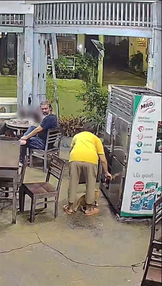 เตือนภัย “ทาสแมว” หลังน้องแมวแอบเข้าไปสำรวจตู้เย็น หวิดเป็นแมวแช่แข็ง