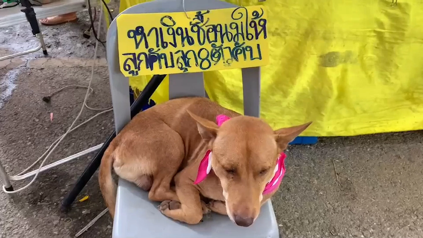 เอ็นดูพ่อหมานั่งเปิดรับบริจาค หาค่านมเลี้ยงลูก 8 ชีวิต