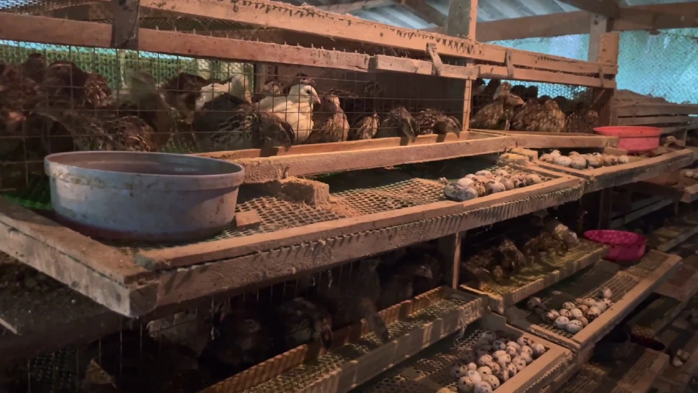 เจ้าแรกใน จังหวัดตรัง เลี้ยง “นกกระทา” ครบวงจรขายสร้างรายได้