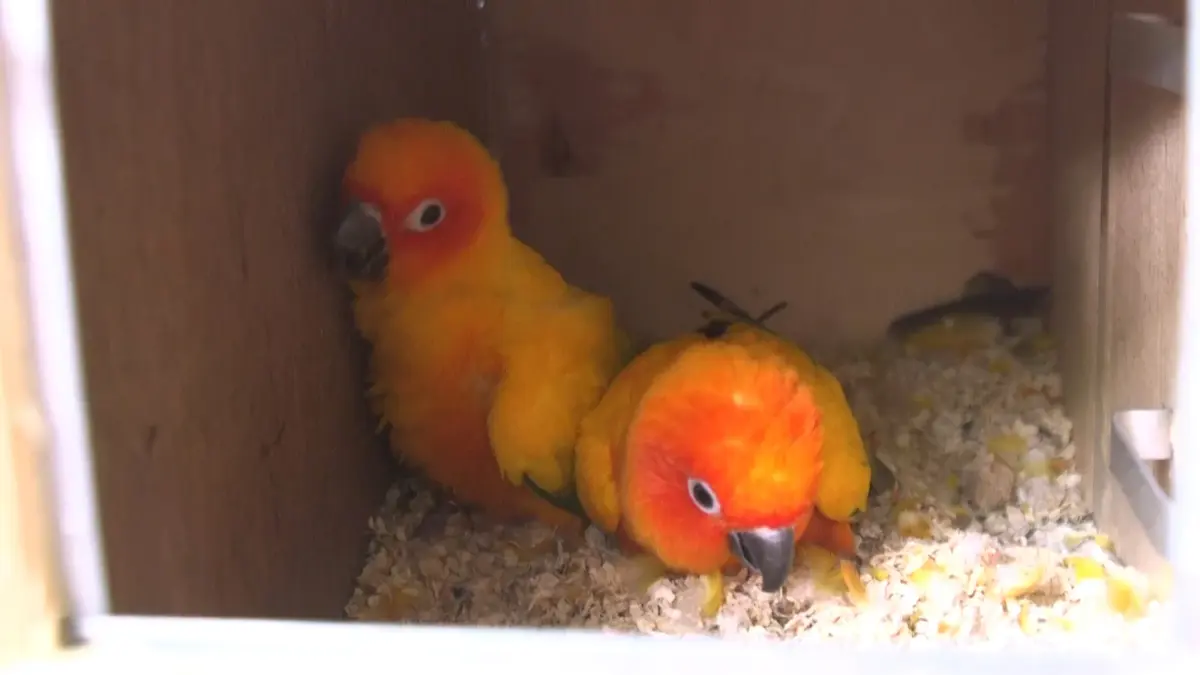 เจ้าของร้านแว่น สร้างรายได้จากงานอดิเรก เลี้ยงนก “เลิฟเบิร์ด” ขาย