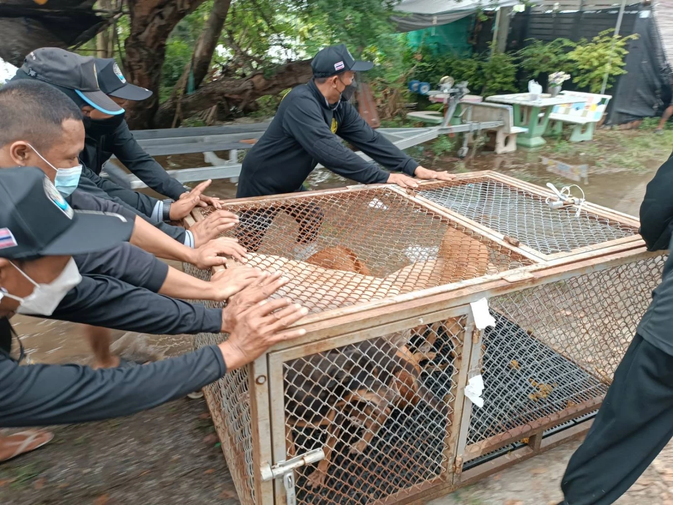 "ปศุสัตว์"ระดมกำลังช่วยหมาแมวนับร้อยหนีน้ำท่วม จ.อ่างทอง ( มีคลิป )