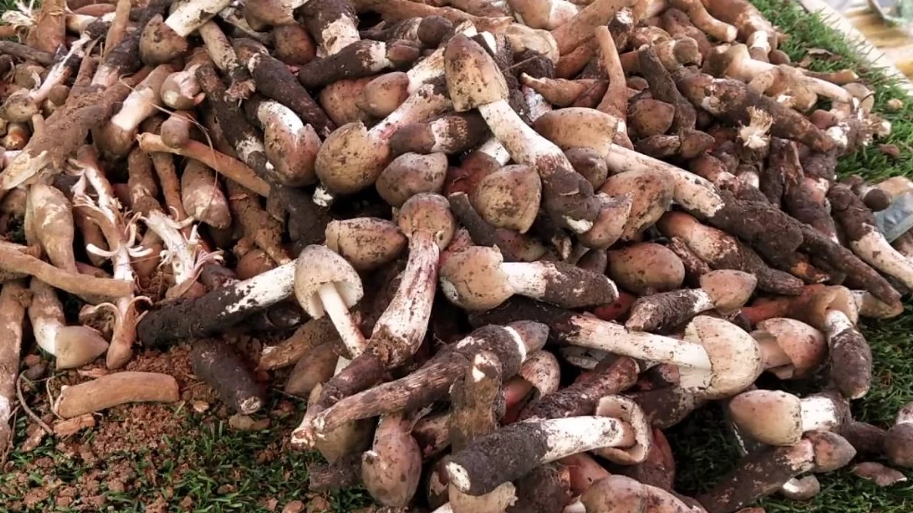 หนึ่งปีมีครั้งเดียว ชาวบ้านแห่เก็บ “เห็ดโคน” ขายสร้างรายได้