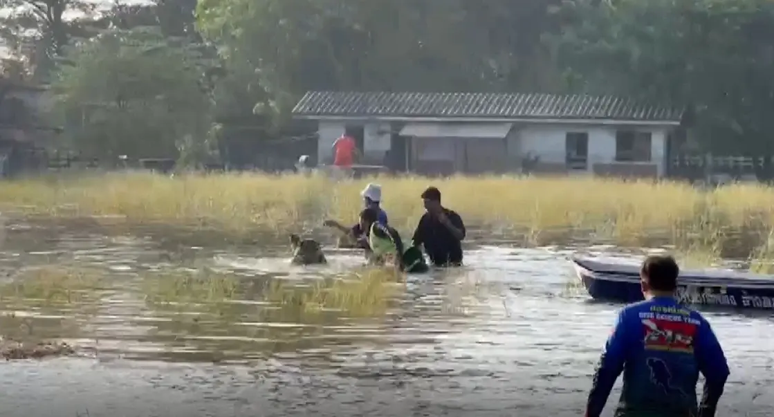 เร่งย้ายวุ่น "หมูป่าวัดกลางเมือง" กว่า 50 ตัว หลังน้ำล้นทะลักท่วมสูง 1 เมตร