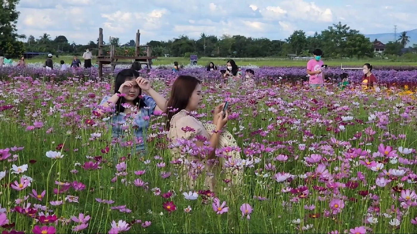 นักท่องเที่ยวแห่ชมดอกไม้เมืองหนาวเชียงใหม่ ก่อนจบช่วงวันหยุดยาว