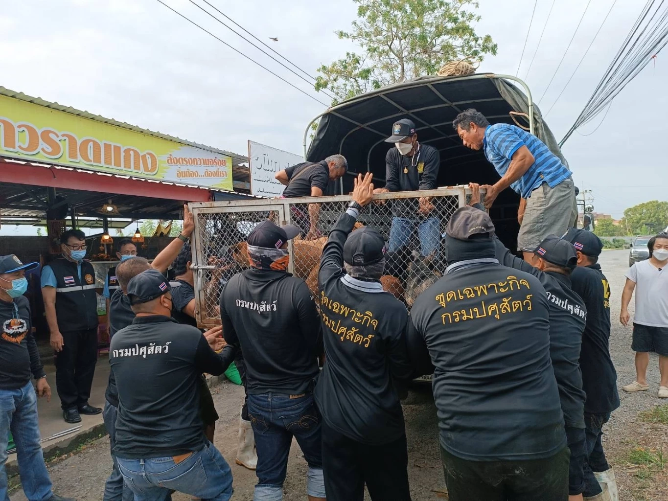 "ปศุสัตว์"ระดมกำลังช่วยหมาแมวนับร้อยหนีน้ำท่วม จ.อ่างทอง ( มีคลิป )