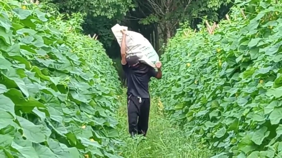 เส้นทางทำกิน มือใหม่ก็สามารถทำได้ ปลูกแตงร้านขายสร้างรายได้ทุกวัน