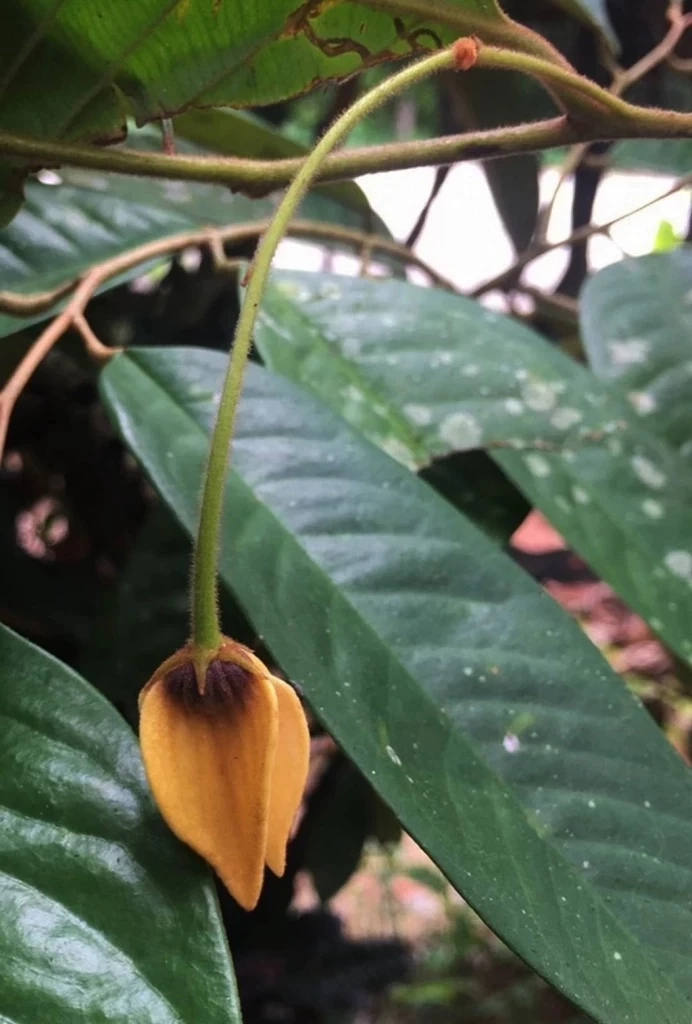 มช.ค้นพบ"เหลืองปิยะรัตน์"พืชชนิดใหม่ของโลก หายาก ใกล้สูญพันธุ์ ที่นราธิวาส