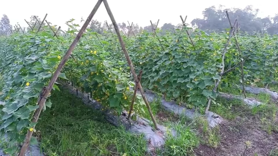 เส้นทางทำกิน มือใหม่ก็สามารถทำได้ ปลูกแตงร้านขายสร้างรายได้ทุกวัน