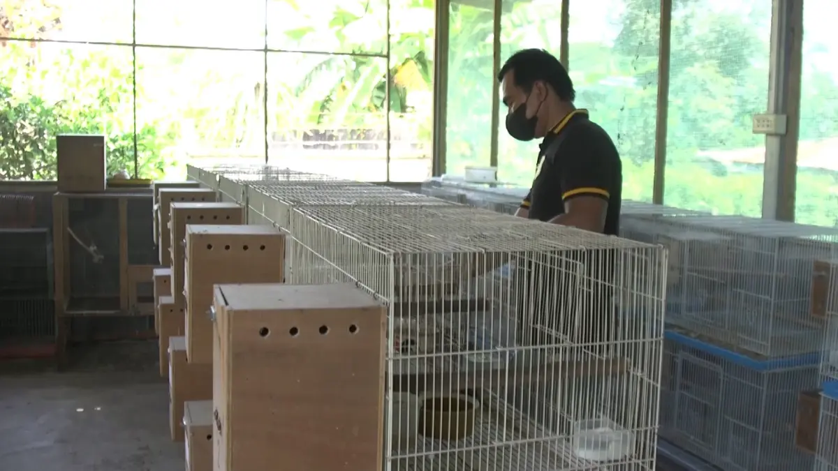 เจ้าของร้านแว่น สร้างรายได้จากงานอดิเรก เลี้ยงนก “เลิฟเบิร์ด” ขาย