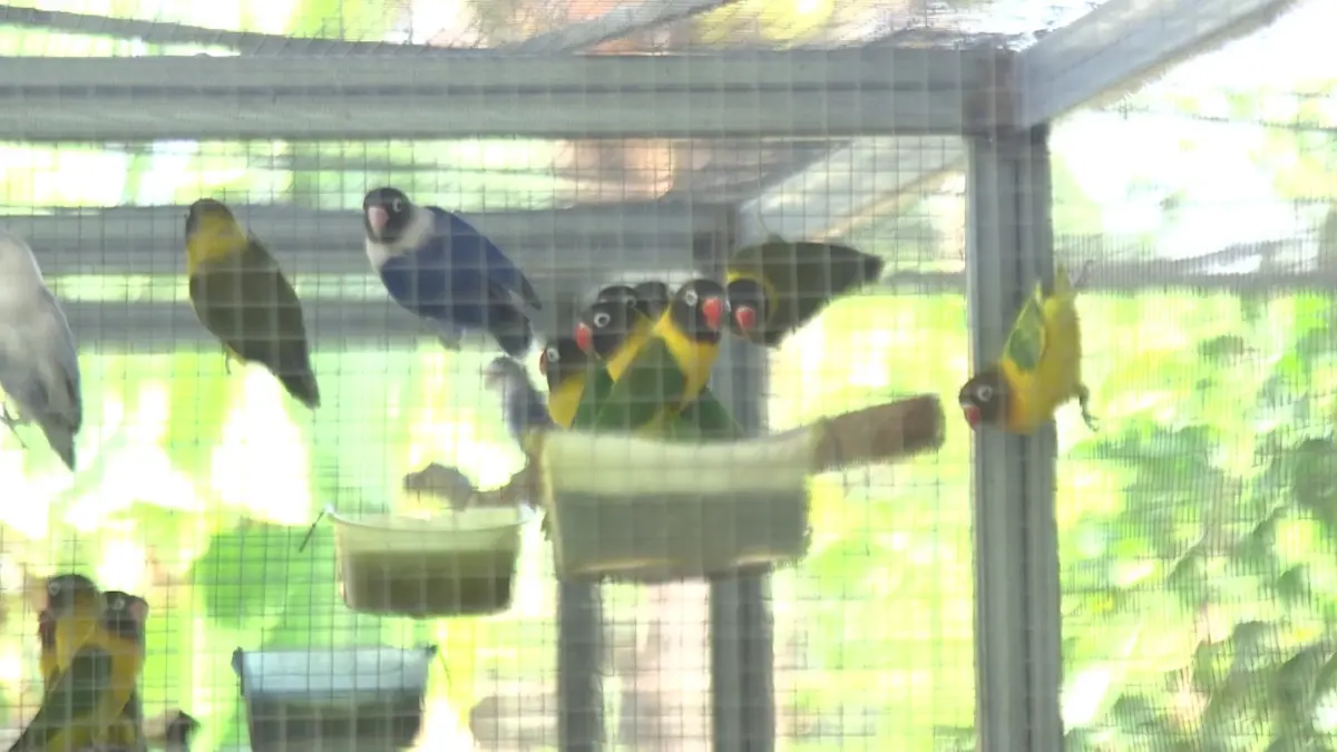 เจ้าของร้านแว่น สร้างรายได้จากงานอดิเรก เลี้ยงนก “เลิฟเบิร์ด” ขาย