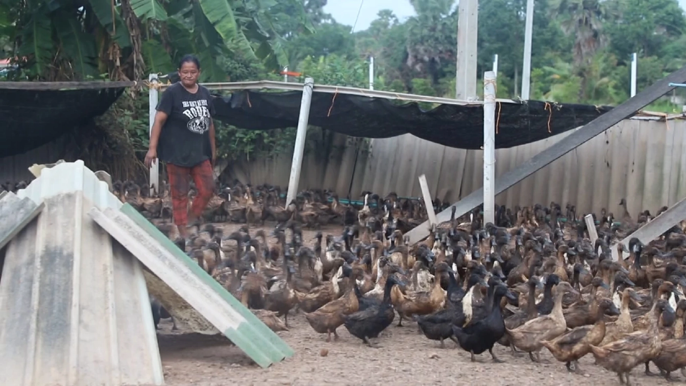 จากหลักร้อยสู่หลักหมื่น เลี้ยงเป็ดไข่ข้างบ้านขายสร้างรายได้
