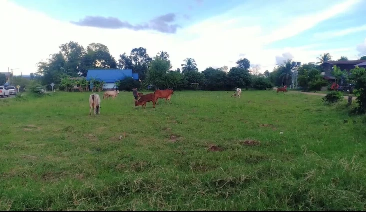 หนุ่มหลอนยา เห็นลุงเลี้ยงวัวผ่านบ้านนึกว่าสายลับ ใช้ลูกซองยิงเสียชีวิต