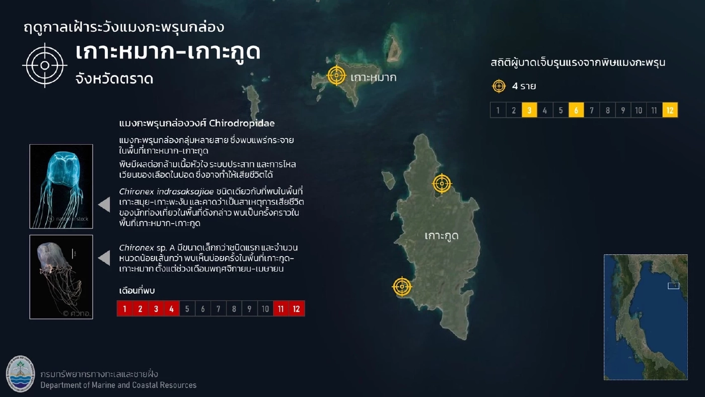 ทช. เตือน นทท. ระวังการลงเล่นน้ำทะเล ฤดูแมงกะพรุนกล่อง