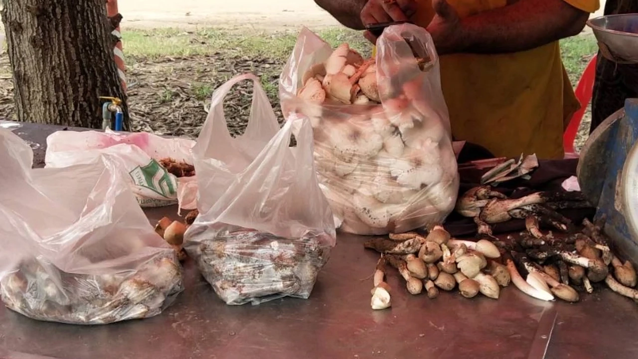 หนึ่งปีมีครั้งเดียว ชาวบ้านแห่เก็บ “เห็ดโคน” ขายสร้างรายได้