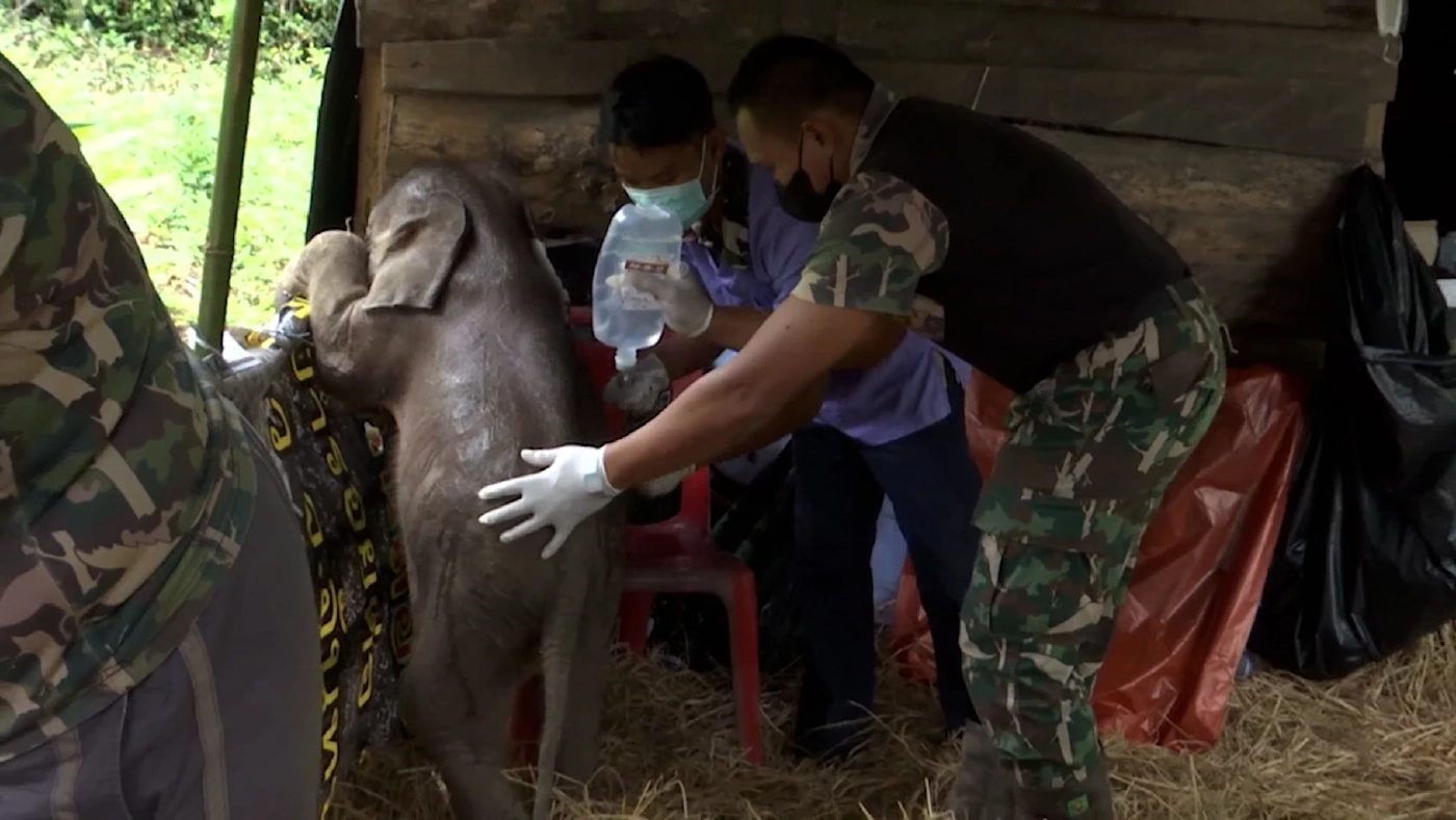 เจ้าหน้าที่เร่งช่วยเหลือ ลูกช้างป่าพลัดหลงแม่ สภาพอ่อนแรง มีบาดแผล