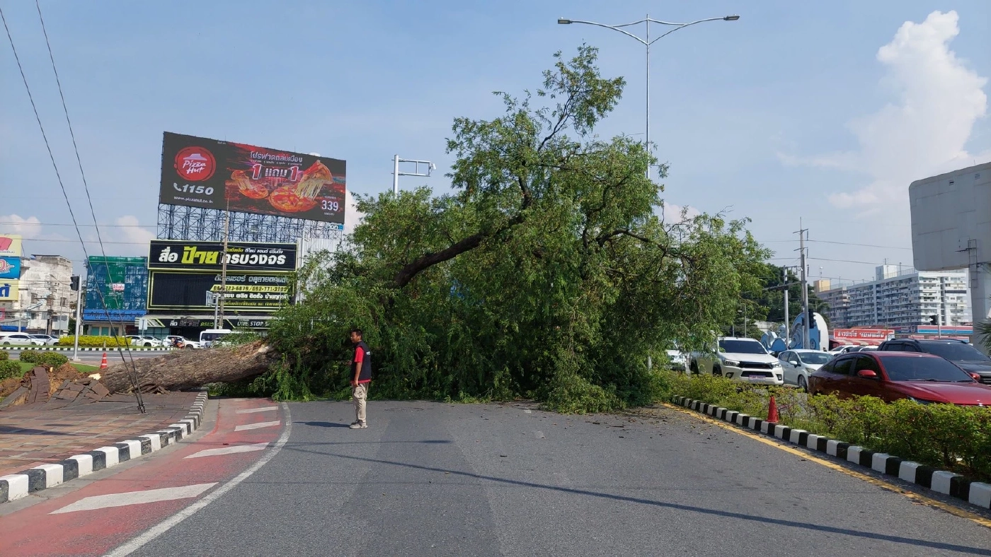 ระทึก! สาวพัทยาหวิดดับ ขับรถกลับบ้านเจอต้นมะขามยักษ์โค่นล้มทับเก๋งพังยับ